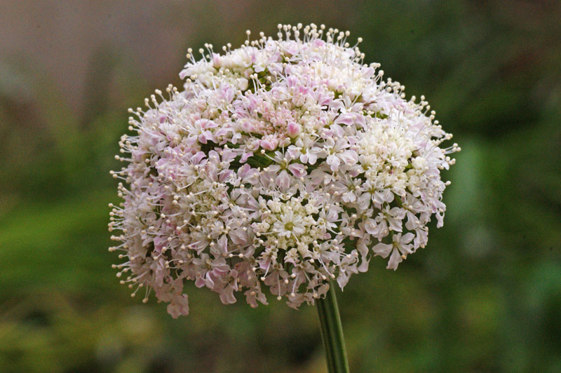 Oenanthe silaifolia / Finocchio acquatico a foglie strette